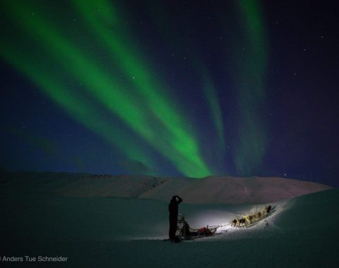 Nordlyssafari med hundespann NO