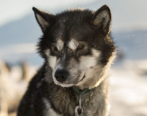 Green Dog Svalbard