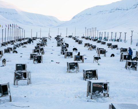 Green Dog Svalbard