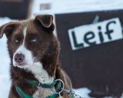 Green Dog Svalbard