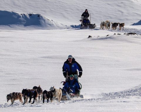 Halvdags hundesledetur i Bolterdalen NO