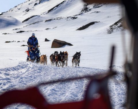 Halvdags hundesledetur i Bolterdalen NO