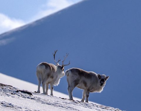 Halvdags hundesledetur i Bolterdalen NO