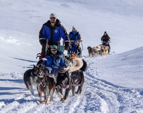 Halvdags hundesledetur i Bolterdalen NO