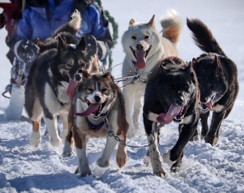 Halvdags hundesledetur i Bolterdalen NO