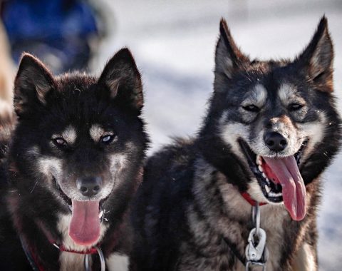 Halvdags hundesledetur i Bolterdalen NO