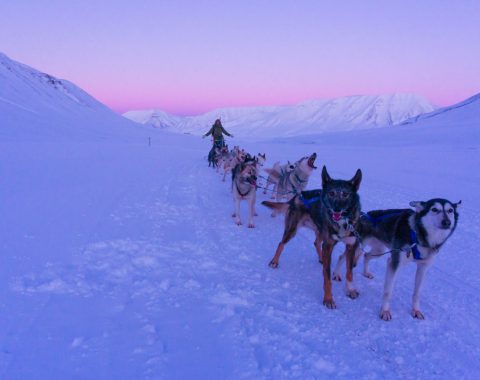 Med hundeslede til isgrotta NO