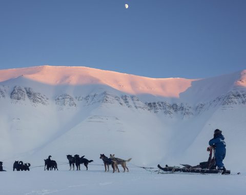 Halvdags hundesledetur i Bolterdalen NO