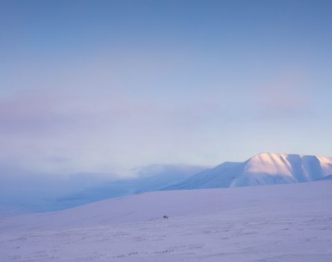 4 timers slædetur i bolterdalen NO