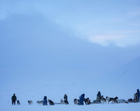 Halvdags hundesledetur i Bolterdalen NO