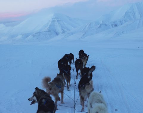 Halvdags hundesledetur i Bolterdalen NO