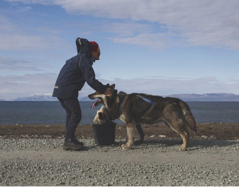 Hundesledetur på hjul NO