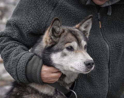 Fossiljakt med kløvhund NO