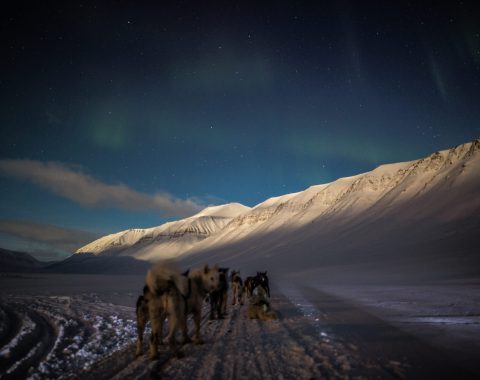 Nordlyssafari med hundespann NO