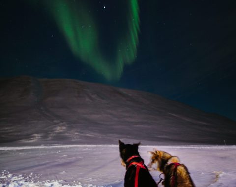 Nordlyssafari med hundespann NO