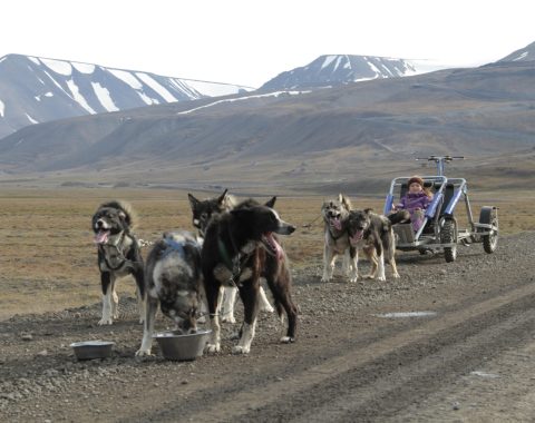 Hundesledetur på hjul NO