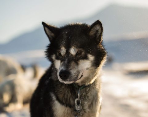 Green Dog Svalbard