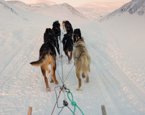 Med hundeslede til isgrotta NO