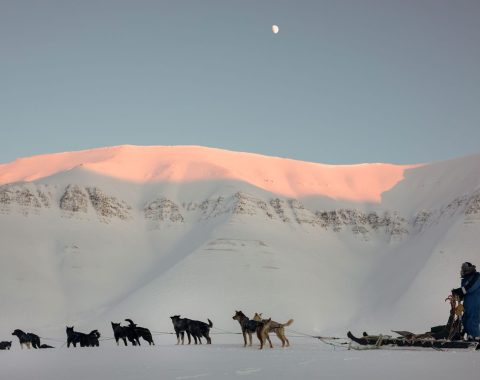 Green Dog Svalbard