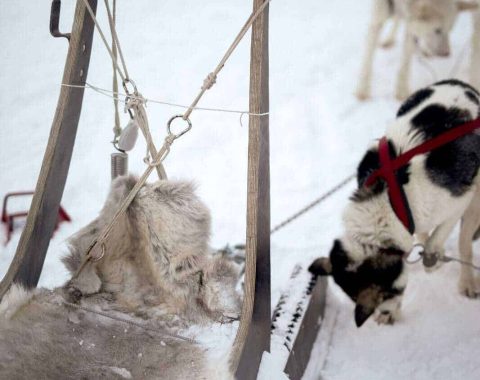 Green Dog Svalbard