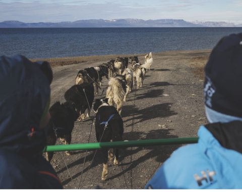 Hundesledetur på hjul NO